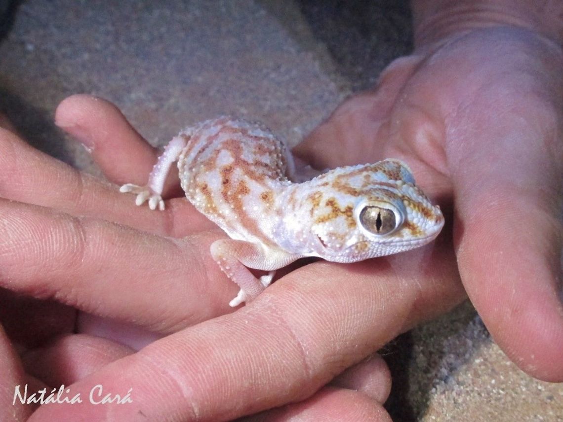 Namib Giant Ground Gecko (Chondrodactylus angulifer namibensis) Taken in January 2015, in Southern Namibia. Africa,Chondrodactylus angulifer namibensis,Geotagged,Namibia,Southern Africa,Summer,desert,gecko,ground gecko,lizard,reptile