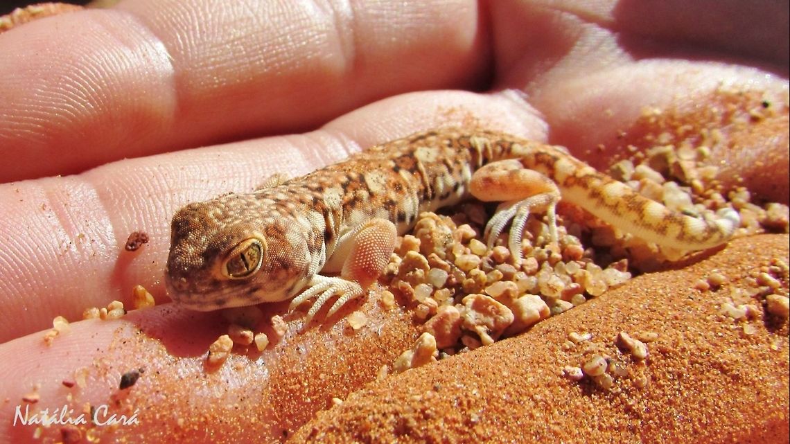 Spotted Barking Gecko (Ptenopus garrulus maculatus) Taken in January 2016, in Southern Namibia. Africa,Geotagged,Namibia,Ptenopus garrulus maculatus,Southern Africa,Summer,barking gecko,desert,gecko,lizard,reptile