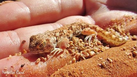Ptenopus garrulus maculatus