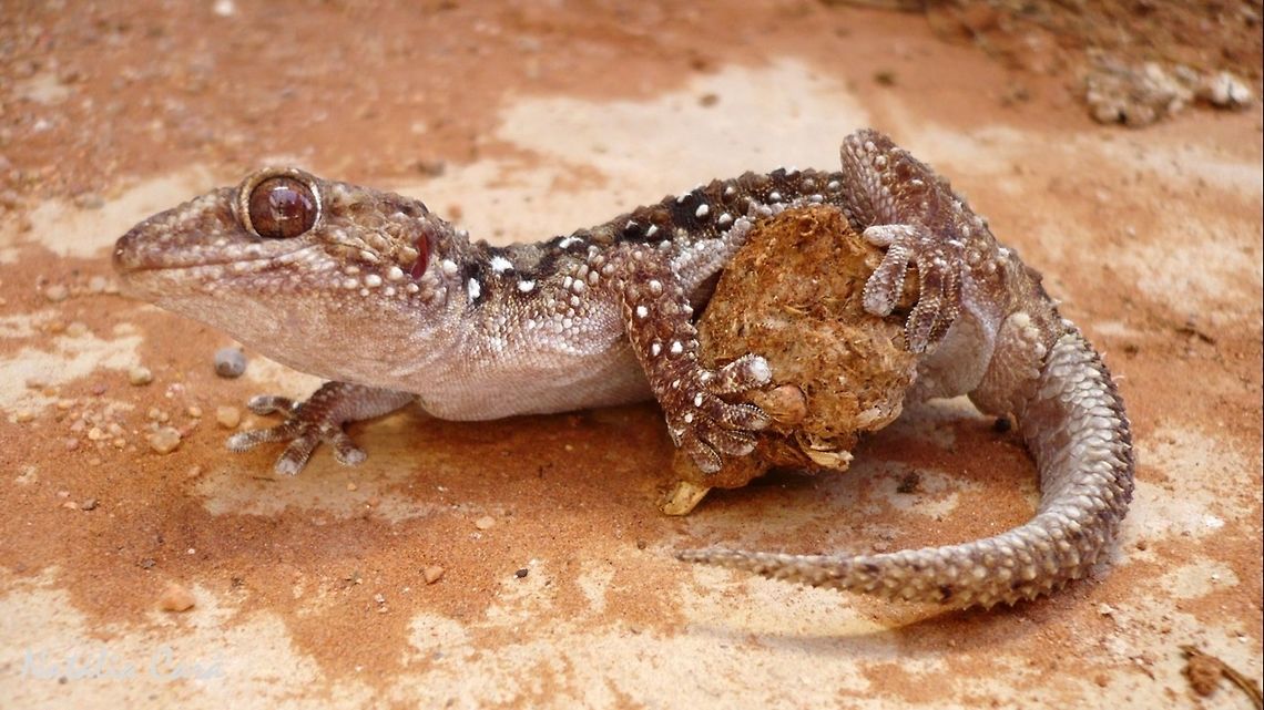 Turner's Thick-toed Gecko (Chondrodactylus turneri) Taken in February 2015, in Southern Namibia. Africa,Chondrodactylus,Chondrodactylus turneri,Geotagged,Namibia,Southern Africa,Summer,Turner&rsquo;s thick-toed gecko,desert,gecko,lizard,reptile,thick-toed gecko