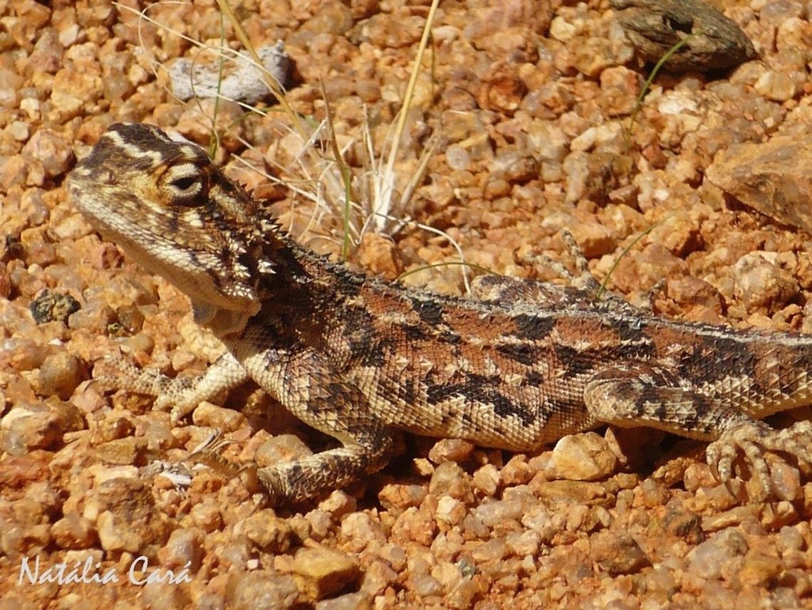 Ground Agama (Agama aculeata) Taken in February 2015, in Southern Namibia. Africa,Agama aculeata,Geotagged,Namibia,Southern Africa,Summer,agama,desert,ground agama,lizard,reptile