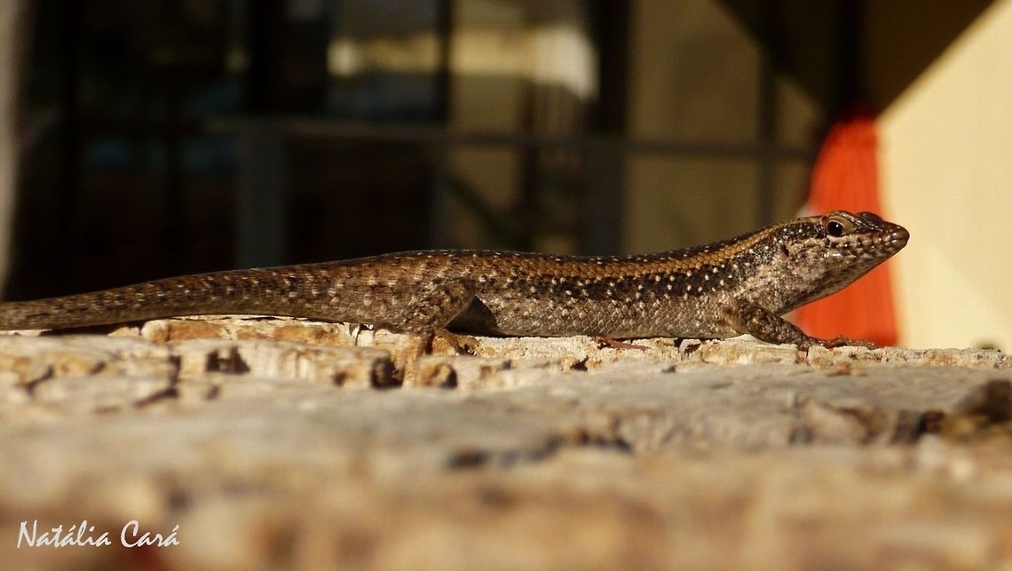 African Striped Skink (Trachylepis striata) Taken in December 2014, in Southern Namibia. Africa,African striped skink,Geotagged,Namibia,Southern Africa,Summer,Trachylepis striata,desert,lizard,reptile,skink