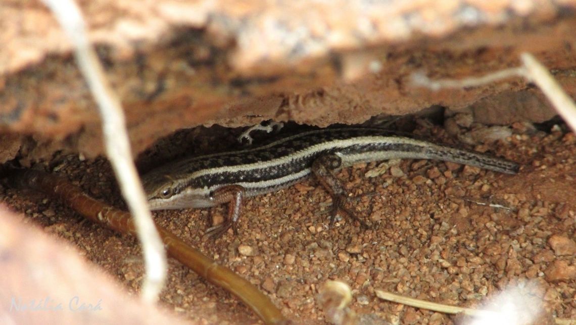 Wedge-snouted Skink (Trachylepis acutilabris) Taken in February 2016, in Southern Namibia. Africa,Geotagged,Namibia,Southern Africa,Summer,Trachylepis acutilabris,Wedge-snouted skink,desert,lizard,reptile,skink