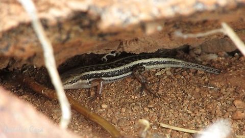 Wedge-snouted skink