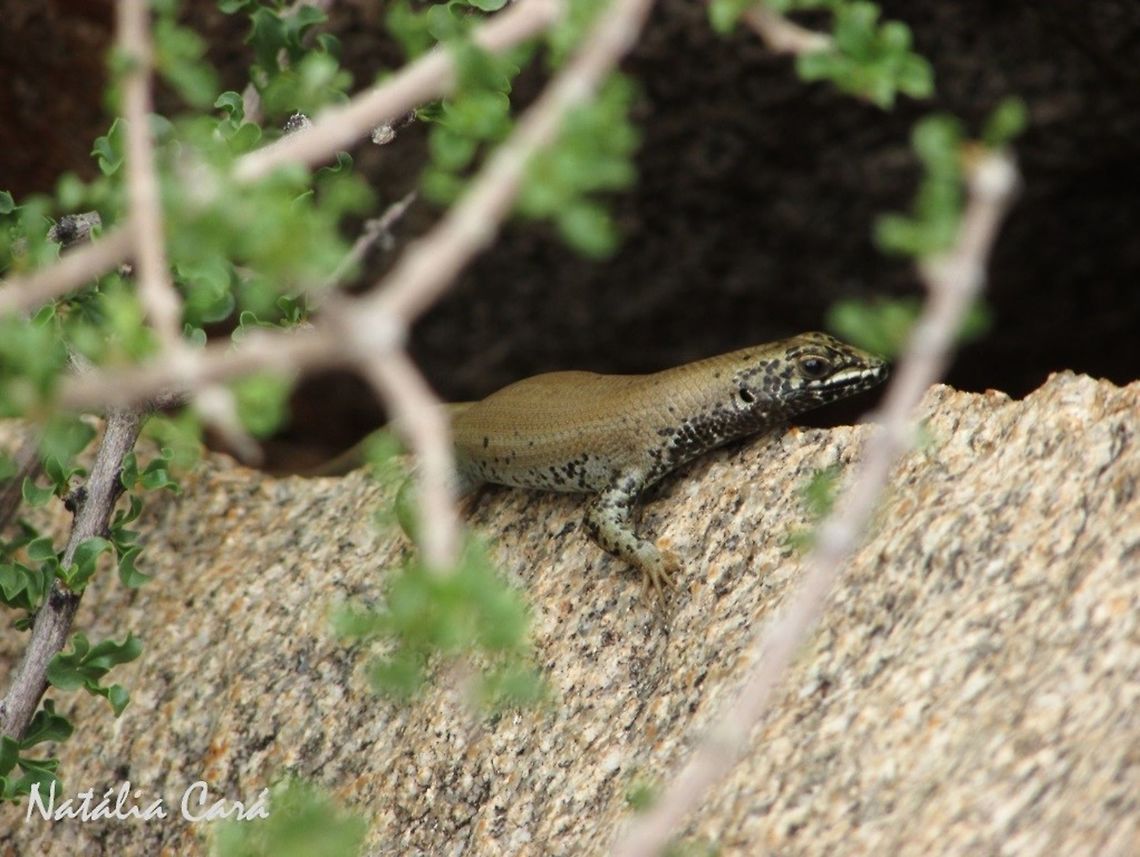 Male Western Rock Skink (Trachylepis sulcata sulcata) Taken in February 2016, in Southern Namibia. Africa,Geotagged,Namibia,Southern Africa,Summer,Trachylepis sulcata sulcata,desert,lizard,reptile,skink