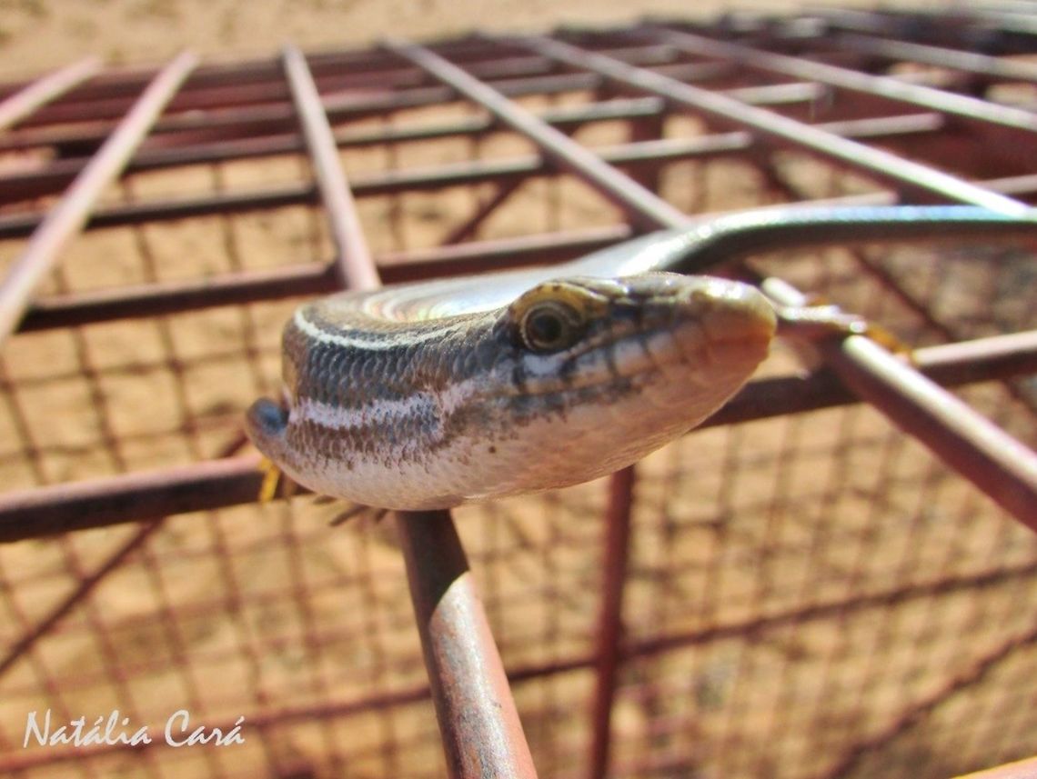 Western Three-striped Skink (Trachylepis occidentalis) A very friendly skink posing for me on my brithday!<br />
<br />
Taken in February 2016, in Southern Namibia. Africa,Geotagged,Namibia,Southern Africa,Summer,Trachylepis occidentalis,desert,lizard,reptile,skink