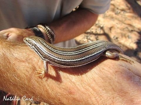 Western Three-striped Skink (Trachylepis occidentalis) Taken in February 2015, in Southern Namibia. Africa,Geotagged,Namibia,Southern Africa,Summer,Trachylepis occidentalis,desert,lizard,reptile,skink