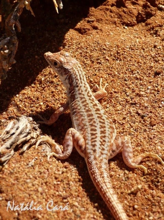 Spotted Desert Lizard (Meroles suborbitalis) Taken in December 2014, in Southern Namibia. Africa,Geotagged,Meroles suborbitalis,Namibia,Southern Africa,Spotted Sand Lizard,Summer,desert,desert lizard,lizard,reptile