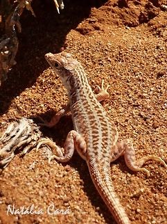 Spotted Sand Lizard