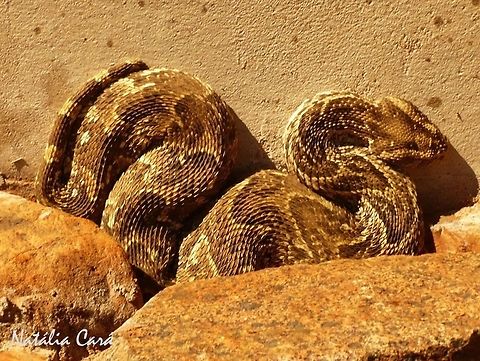 Puff Adder (Bitis arietans) Taken in January 2015, in Southern Namibia. Africa,Bitis,Bitis arietans,Geotagged,Namibia,Southern Africa,Summer,adder,desert,puff adder,reptile,serpent,snake
