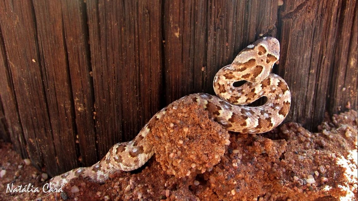 Juvenile Horned Adder (Bitis caudalis) Taken in January 2016, in Southern Namibia. Africa,Bitis,Bitis caudalis,Geotagged,Namibia,Southern Africa,Summer,adder,desert,horned adder,juvenile,reptile,serpent,snake