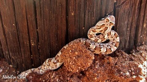 Juvenile Horned Adder (Bitis caudalis) Taken in January 2016, in Southern Namibia. Africa,Bitis,Bitis caudalis,Geotagged,Namibia,Southern Africa,Summer,adder,desert,horned adder,juvenile,reptile,serpent,snake