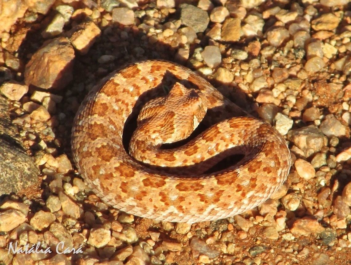 Juvenile Horned Adder (Bitis caudalis) Taken in February 2015, in Southern Namibia. Africa,Bitis,Bitis caudalis,Geotagged,Namibia,Southern Africa,Summer,adder,desert,horned adder,juvenile,reptile,serpent,snake