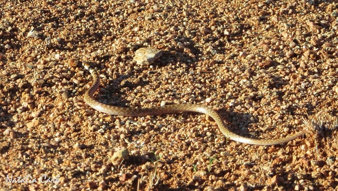 South-Western Shovel-snout (Prosymna frontalis) Taken in February 2016, in Southern Namibia. Africa,Geotagged,Namibia,Prosymna,Prosymna frontalis,South-Western Shovel-snout,Souther Africa,Summer,desert,reptile,serpent,shovel snout,snake