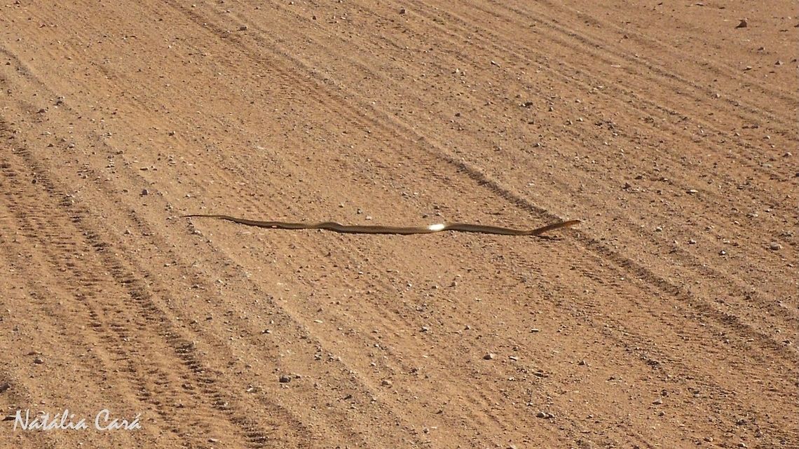 Cape Cobra crossing the road (Naja nivea) Taken in February 2015, in Southern Namibia. Africa,Cape cobra,Geotagged,Naja,Naja nivea,Namibia,Southern Africa,Summer,cobra,desert,reptile,serpent,snake