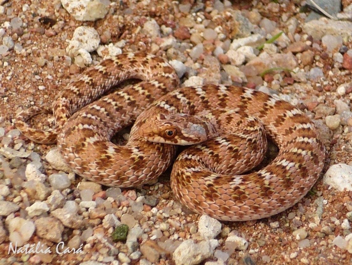 Dwarf Beaked Snake (Dipsina multimaculata) Taken in January 2015, in Southern Namibia. Africa,Dipsina,Dipsina multimaculata,Geotagged,Namibia,Southern Africa,Summer,desert,dwarf beaked snake,reptile,serpent,snake