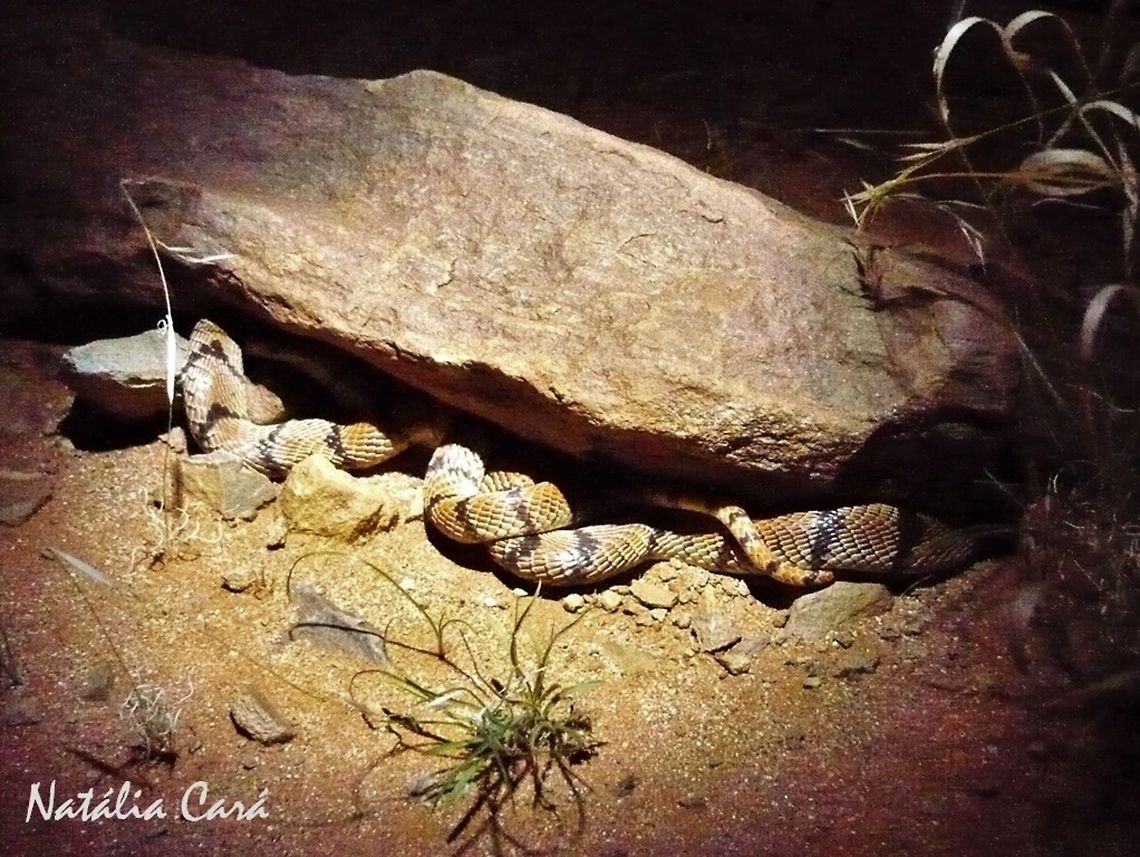 Coral Snake (Aspidelaps lubricus) Taken in February 2015, in Southern Namibia. Africa,Aspidelaps lubricus,Cape coral snake,Geotagged,Namibia,Southern Africa,Summer,coral snake,desert,reptile,serpent,snake