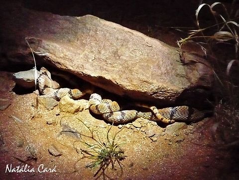 Coral Snake (Aspidelaps lubricus) Taken in February 2015, in Southern Namibia. Africa,Aspidelaps lubricus,Cape coral snake,Geotagged,Namibia,Southern Africa,Summer,coral snake,desert,reptile,serpent,snake