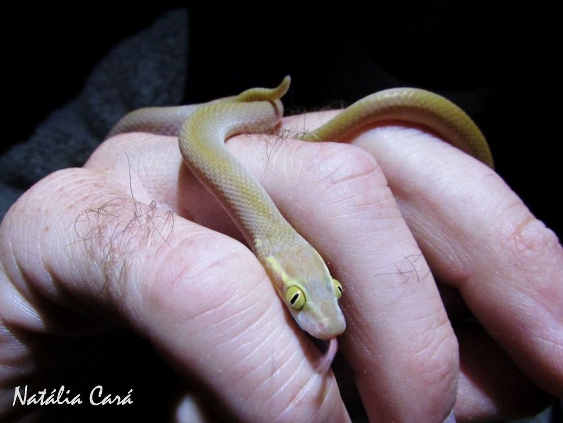 Namibia Large-eyed House Snake (Boaedon mentalis) Taken in January 2016, in Southern Namibia. Africa,Boaedon mentalis,Geotagged,Namibia,Namibia Large-eyed House Snake,Southern Africa,Summer,desert,house snake,reptile,serpent,snake