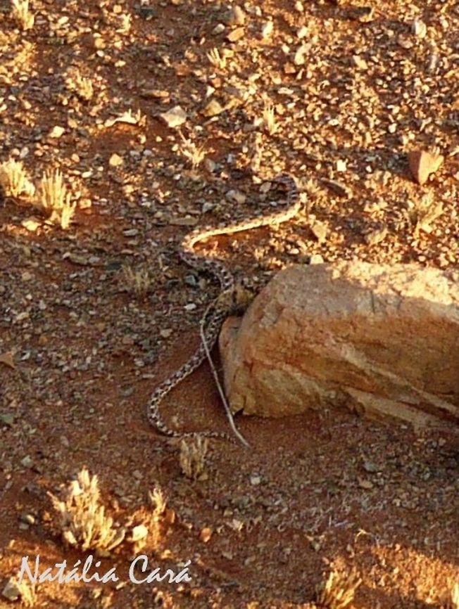 Rhombic Egg-eater (Dasypeltis scabra) Taken in January 2015, in Southern Namibia. Africa,Dasypeltis scabra,Geotagged,Namibia,Rhombic egg-eater,Southern Africa,Summer,desert,egg-eater,reptile,serpent,snake