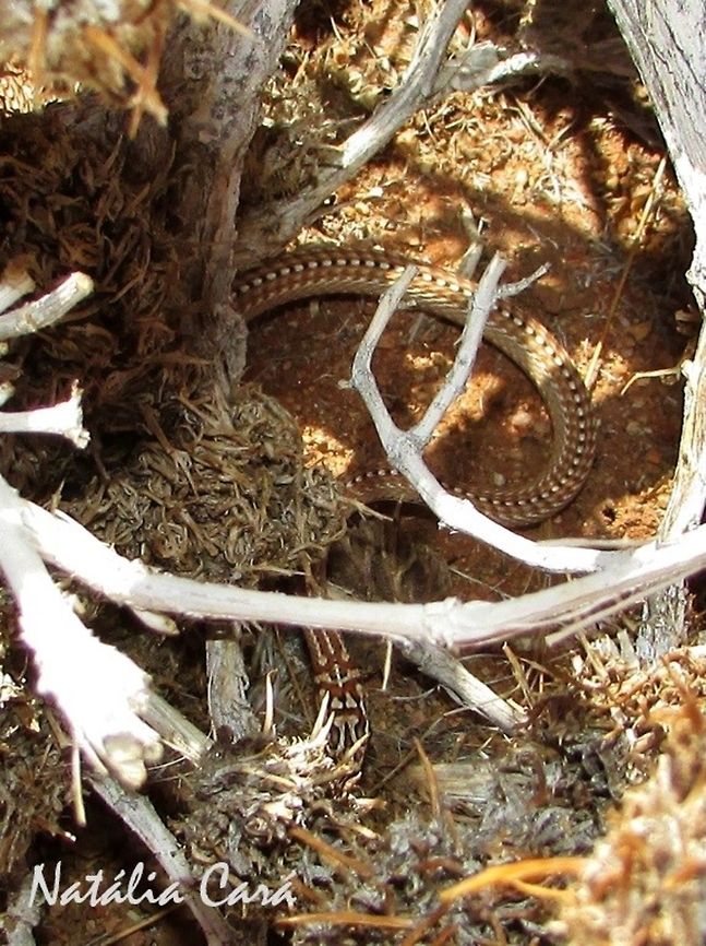 Namib Sand Snake (Psammophis namibensis) Taken in January 2016, in Southern Namibia. Africa,Geotagged,Namib Sand Sanke,Namibia,Psammophis namibensis,Sand Snake,Southern Africa,Summer,desert,reptile,serpent,snake