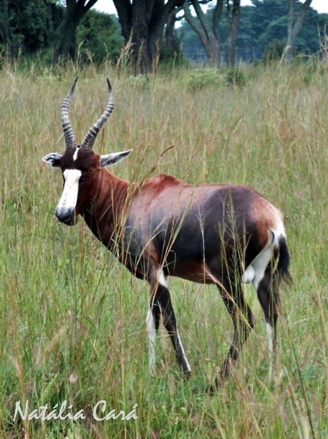 Blesbok (Damaliscus pygargus phillipsi) Taken in February 2014, in Wedza, Zimbabwe.  Africa,Blesbok or blesbuck,Damaliscus,Damaliscus pygargus phillipsi,Geotagged,Southern Africa,Summer,Zimbabwe,antelope,blesbok