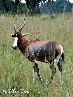Blesbok