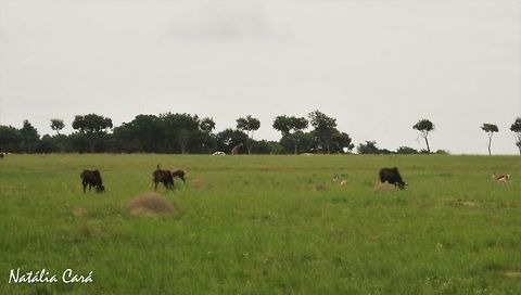 Black Wildebeest (Connochaetus gnou) Taken in January 2013, near Johannesburg, South Africa. Known as Swartwildebees, in Afrikaans Africa,Black wildebeest,Connochaetes,Connochaetes gnou,Geotagged,South Africa,Southern Africa,Summer,gnu,wildebeest