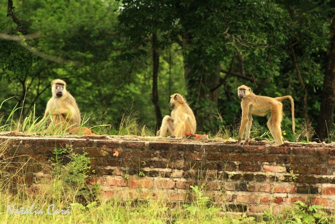 Yellow Baboons (Papio cynocephalus) Taken in March 2015, in Salima, Malawi. Africa,Geotagged,Malawi,Papio cynocephalus,Winter,Yellow baboon,baboon,mammal,primate
