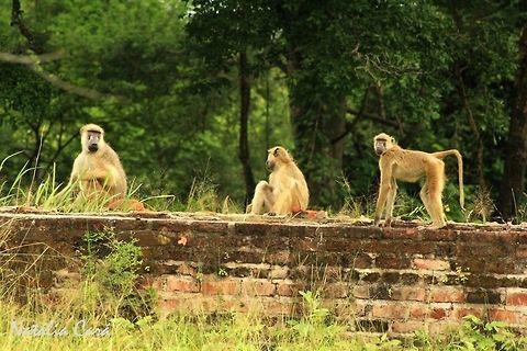 Yellow Baboons (Papio cynocephalus) Taken in March 2015, in Salima, Malawi. Africa,Geotagged,Malawi,Papio cynocephalus,Winter,Yellow baboon,baboon,mammal,primate