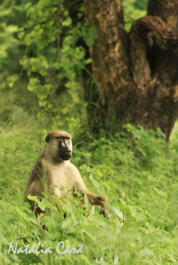 Yellow Baboon (Papio cynocephalus) Taken in March 2015, in Salima, Malawi. Africa,Geotagged,Malawi,Papio,Papio cynocephalus,Summer,Yellow baboon,baboon,mammal,primate