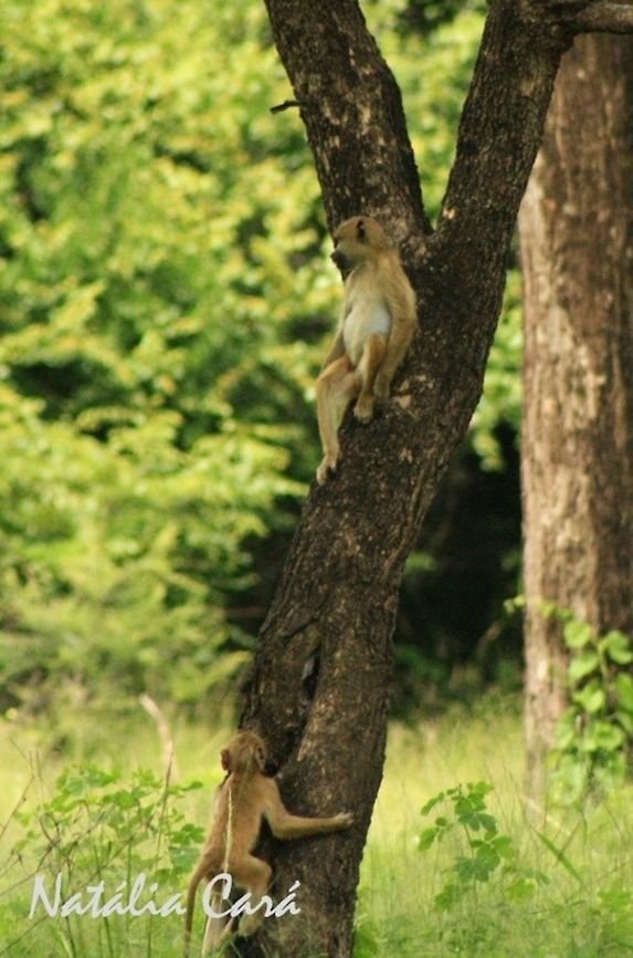 Juvenile Yellow Baboons (Papio cynocephalus) Taken in March 2015, in Salima, Malawi. Africa,Geotagged,Malawi,Papio,Papio cynocephalus,Summer,Yellow baboon,baboon,mammal,primate