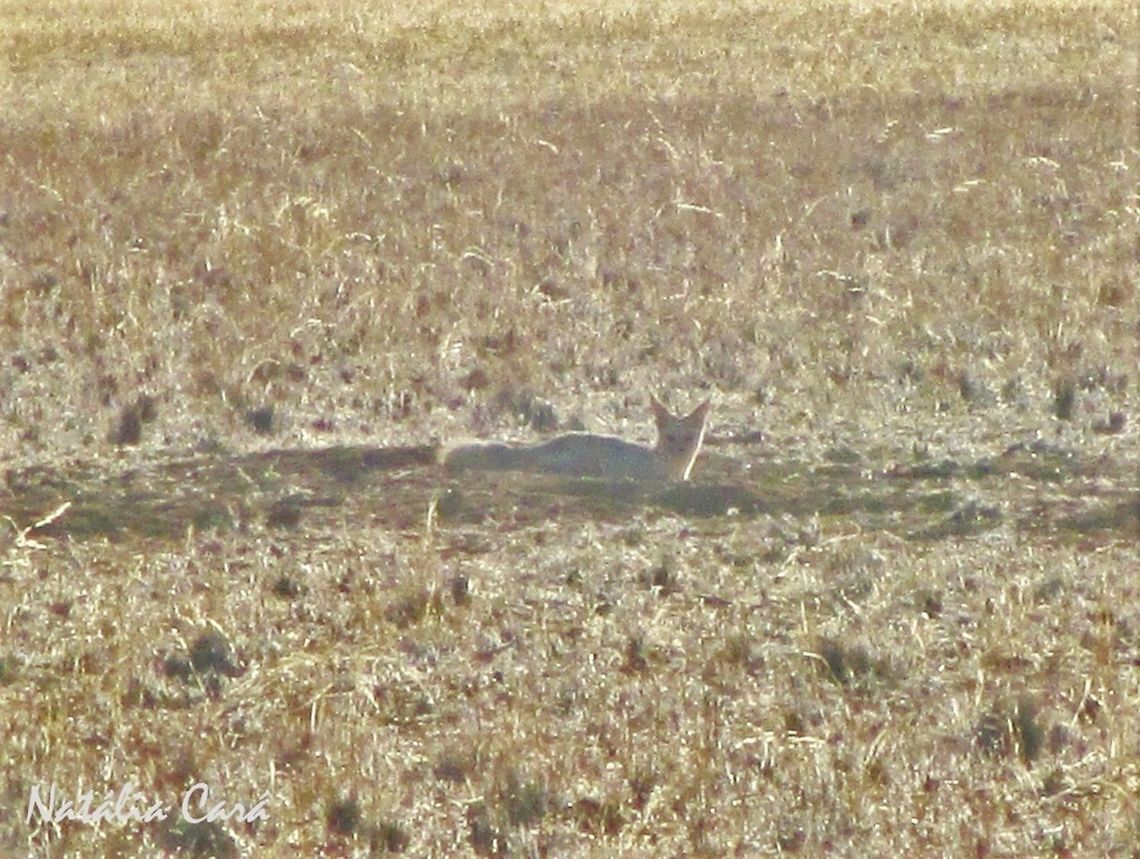 Cape Fox (Vulpes chama) Taken in January 2015, in Southern Namibia. Known as Silwerjakkals, in Afrikaans. Africa,Canidae,Cape fox,Geotagged,Namibia,Southern Africa,Summer,Vulpes,Vulpes chama,desert,fox,mammal