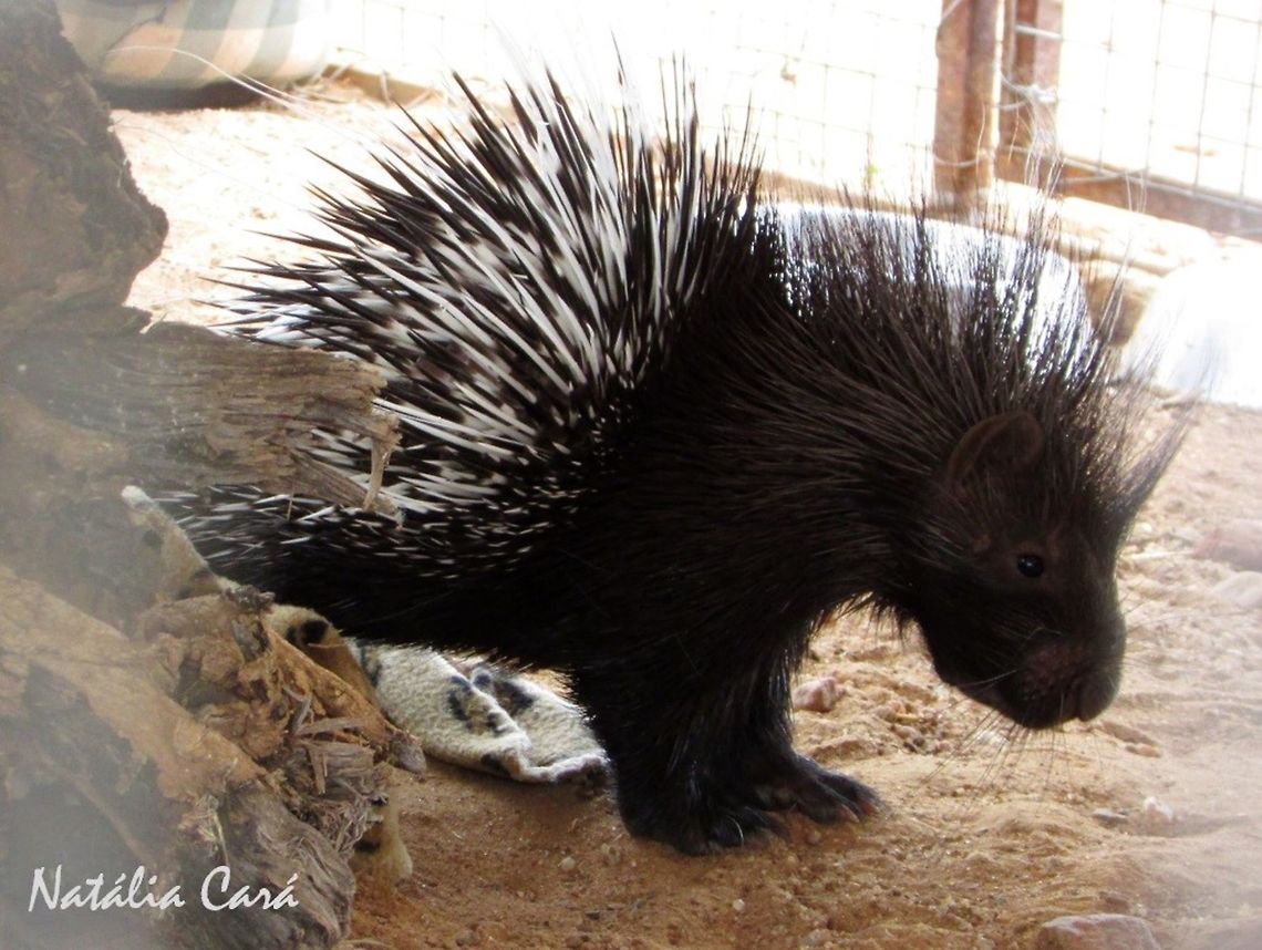Juvenile Porcupine (Hystrix africaeaustralis) Taken in December 2015, near Windhoek, Namibia. Known as Ystervark, in Afrikaans. Africa,Cape porcupine,Geotagged,Hystrix africaeaustralis,Namibia,Southern Africa,Summer,juvenile,mammal,porcupine