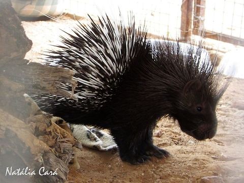 Juvenile Porcupine (Hystrix africaeaustralis) Taken in December 2015, near Windhoek, Namibia. Known as Ystervark, in Afrikaans. Africa,Cape porcupine,Geotagged,Hystrix africaeaustralis,Namibia,Southern Africa,Summer,juvenile,mammal,porcupine