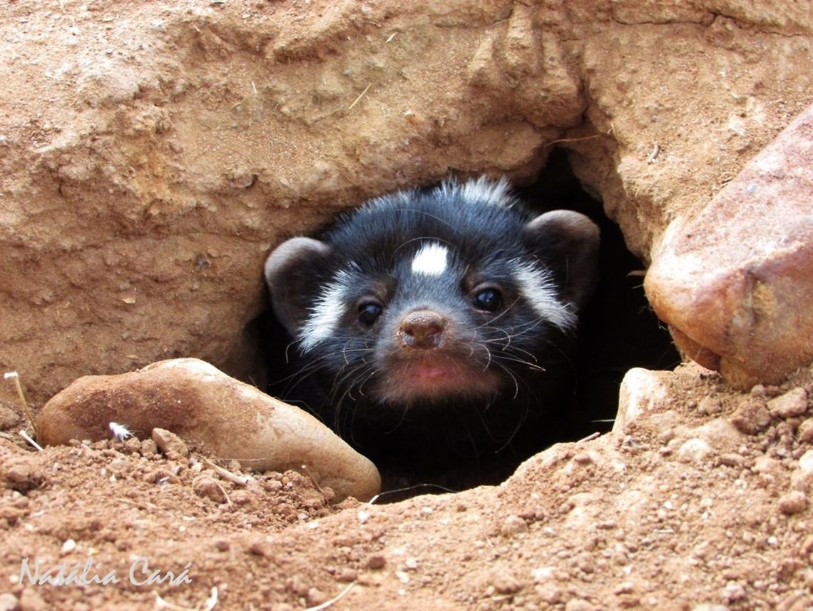Juvenile Striped Polecat (Ictonyx striatus) Taken in December 2014, near Windhoek, Namibia. Known as Stinkmuishond, in Afrikaans. Africa,Geotagged,Ictonyx,Ictonyx striatus,Mustelidae,Namibia,Southern Africa,Striped polecat,Summer,mammal,polecat