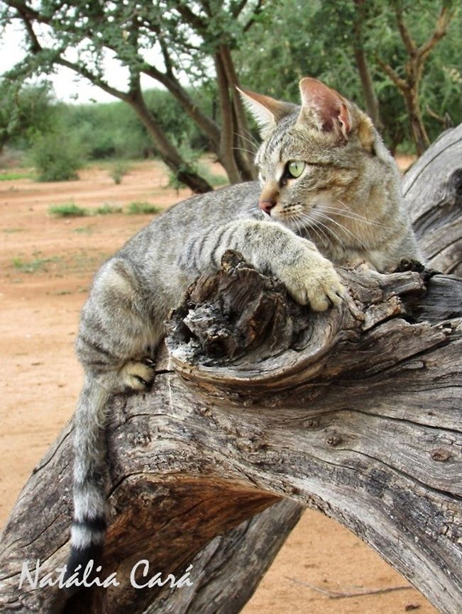 African Wildcat (Felis sylvestris caffra) Taken in December 2015, near Windhoek, Namibia. Known as Vaalboskat, in Afrikaans. Africa,African wildcat,Felidae,Felinae,Felis silvestris,Felis silvestris cafra,Geotagged,Namibia,Southern Africa,Southern African wildcat,Summer,Wildcat,feline,mammal,wildcat