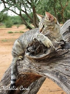 Southern African wildcat