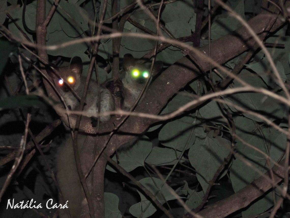 Thick-tailed Galago (Otolemur crassicaudatus) Taken in March 2015, in Lilongwe, Malawi. Also known as Thick-tailed Bushbaby. Africa,Brown greater galago,Geotagged,Malawi,Otolemur crassicaudatus,Summer,Thick-tailed galago,bushbaby,galago,mammal,primate