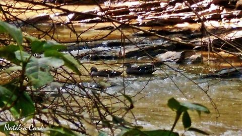 African Black Duck (Anas sparsa) Taken in March 2015, in Lilongwe, Malawi.  Africa,African black duck,Anas,Anas sparsa,Anatidae,Anatinae,Anseriformes,Geotagged,Malawi,Summer,bird,duck