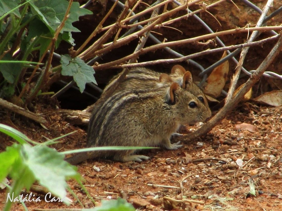 Striped Mouse (Rhabdomys pumilio) Taken in December 2015, near Windhoek, Namibia. Known as Streepmuis, in Afrikaans. Africa,Four-striped grass mouse,Geotagged,Namibia,Rhabdomys,Rhabdomys pumilio,Southern Africa,mammal,mouse,rodent,striped mouse