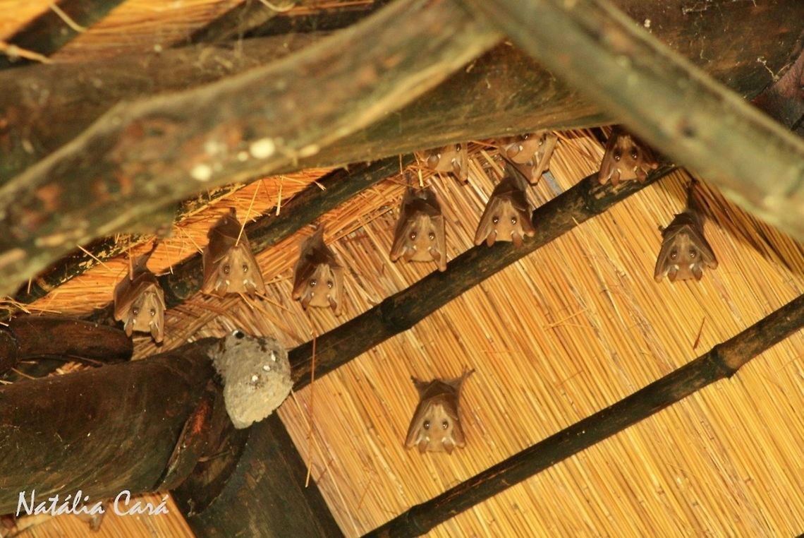 Wahlbergs Epauletted Fruit Bat (Epomophorus wahlbergi) Taken in March 2015, in Salima, Malawi. Africa,Epomophorus wahlbergi,Geotagged,Malawi,Pteropodidae,Summer,Wahlbergs epauletted fruit bat,bat,fruit bat,mammal