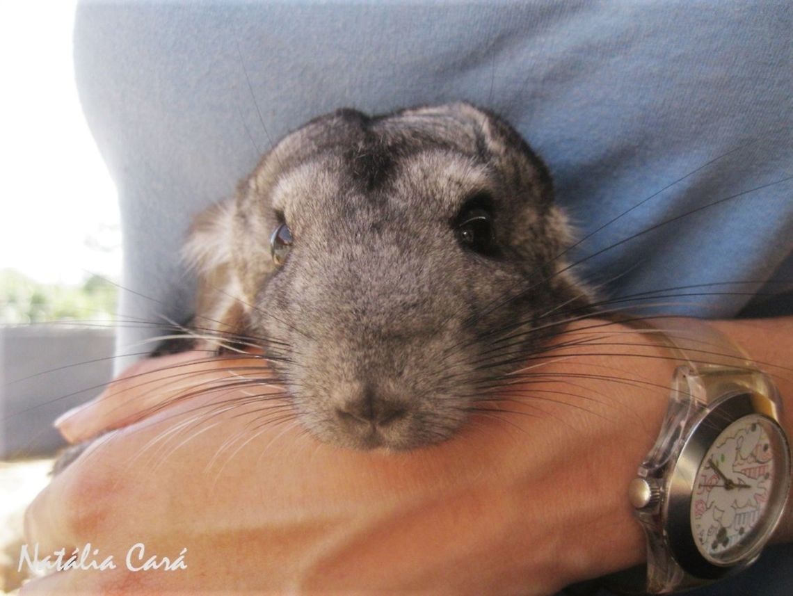 Chinchilla (Chinchilla lanigera) Taken in January 2014, at Seaview Predator Park. Chinchilla lanigera,Chinchillidae,Long-tailed chinchilla,chinchilla,mammal,rodent