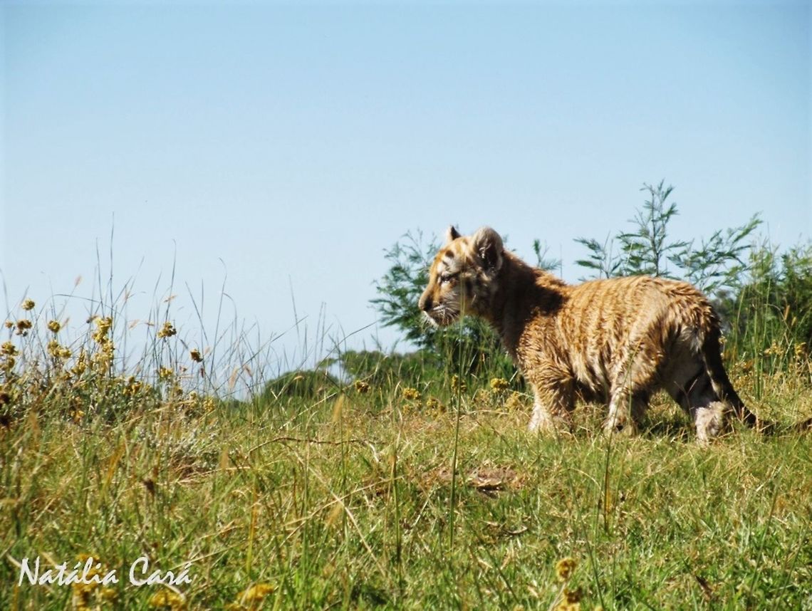 Juvenile Golden Bengal Tiger (Panthera tigris tigris) Taken in December 2014, at Seaview Predator Park. Bengal tiger,Felidae,Panthera tigris tigris,golden bengal tiger,golden tiger,juvenile,mammal,tiger