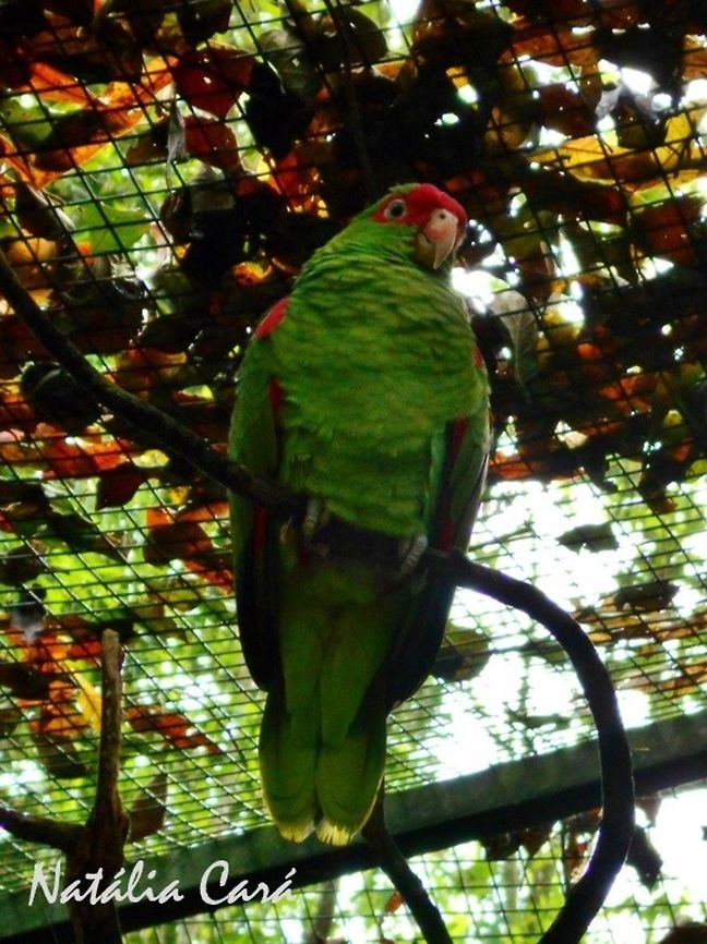 Red-spectacled Amazon (Amazona pretrei) Taken in August 2015, at Parque das Aves (Bird Park), in Foz do Igua&ccedil;u, Brazil. Known as Papagaio-char&atilde;o, in Poruguese. Amazona pretrei,Brazil,Geotagged,Psittacidae,Psittaciformes,Red-spectacled amazon,South America,Winter,amazon,bird,parrot