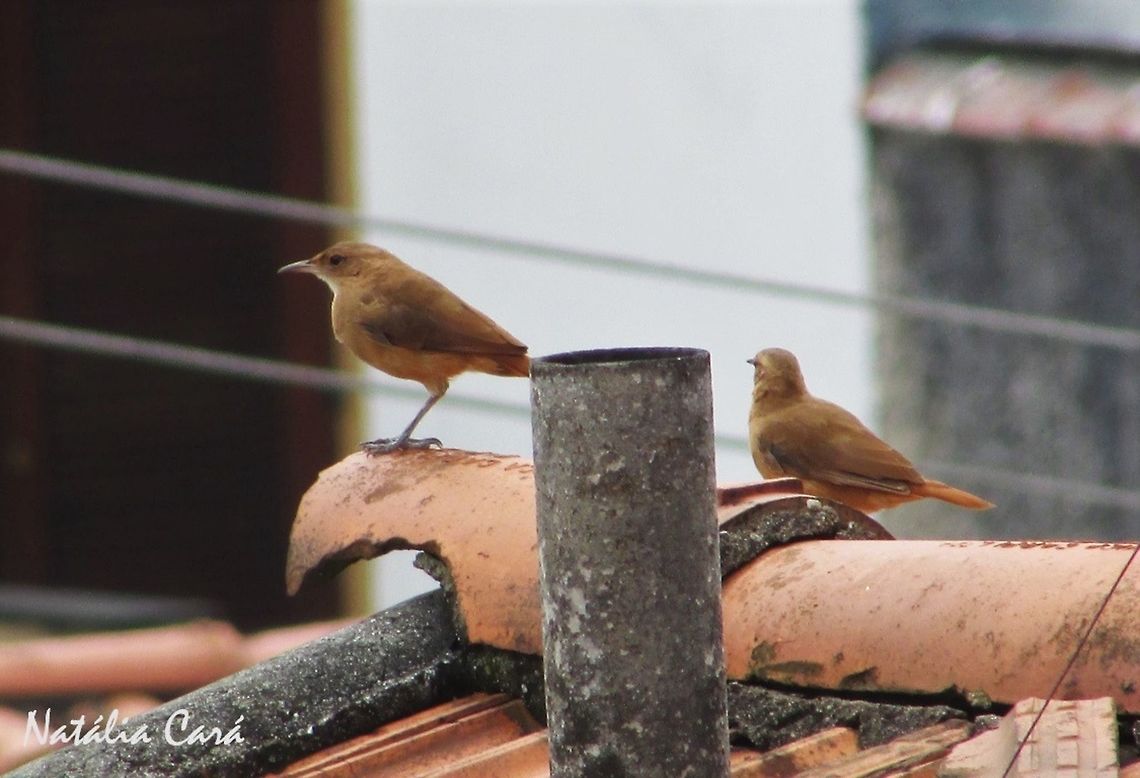 Rufous Hornero (Furnarius rufus) Taken in the big city of S&atilde;o Paulo. Known as Jo&atilde;o-de-barro, in Portuguese. Brazil,Furnarius rufus,Geotagged,Rufous hornero,Winter
