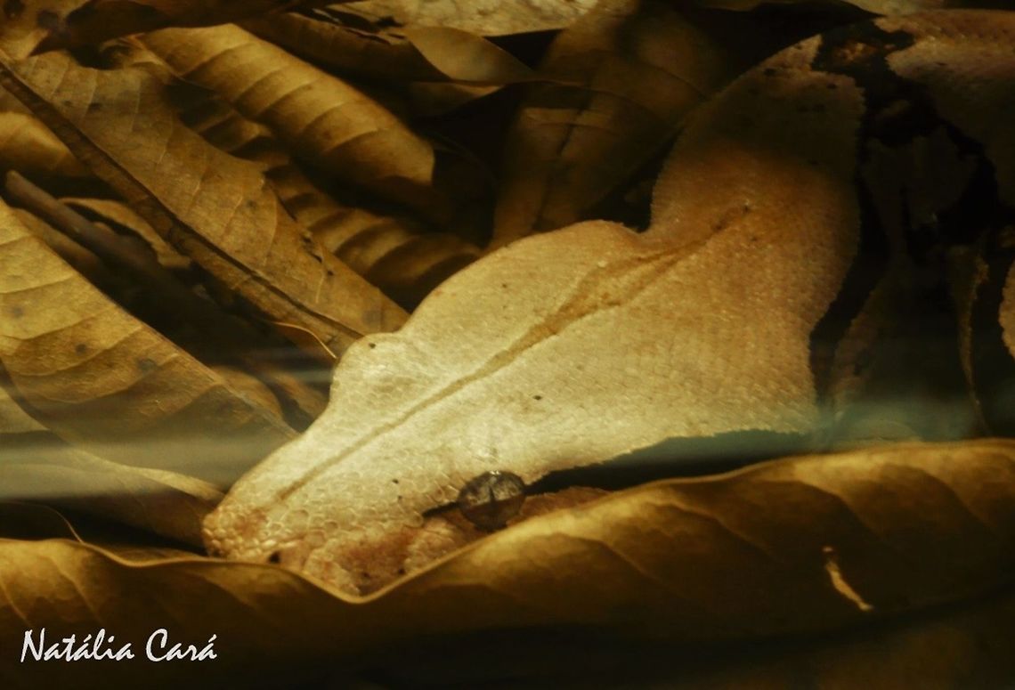 Amaral's Boa (Boa constrictor amarali) Taken in April 2015, at the Butantan Institute, in S&atilde;o Paulo, Brazil. Known as Jiboia, in Portuguese. Amaral's Boa,Boa,Boa constrictor,Boa constrictor amarali,Boidae,reptile,serpent,snake