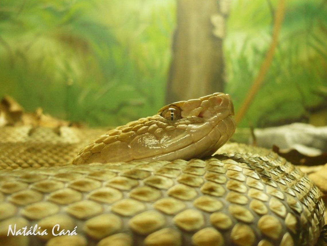 Brazilian Lancehead (Bothrops moojeni) Taken in April 2015, at the Butantan Institute, in S&atilde;o Paulo, Brazil. Known as Cai&ccedil;aca, in Portuguese. Bothrops,Bothrops moojeni,Brazil,Brazilian Lancehead,Geotagged,South America,Viperidae,Winter,lancehead,reptile,serpent,snake