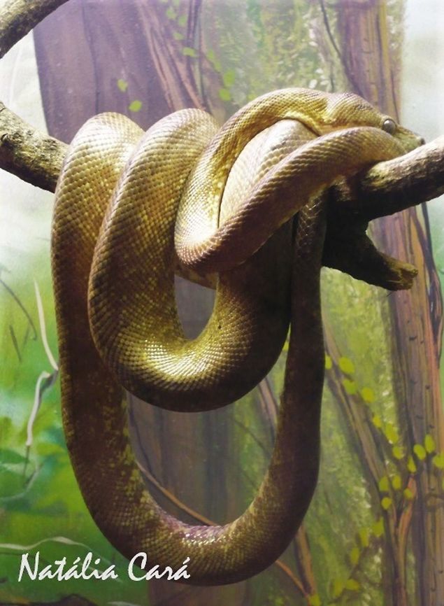 Amazon Tree Boa (Corallus hortulanus) Taken in April 2015, at the Butantan Institute, in S&atilde;o Paulo, Brazil. Known as Sua&ccedil;uboia, in Portuguese. Amazon Tree Boa,Autumn,Boidae,Brazil,Corallus,Corallus hortulanus,Geotagged,South America,boa,reptile,serpent,snake
