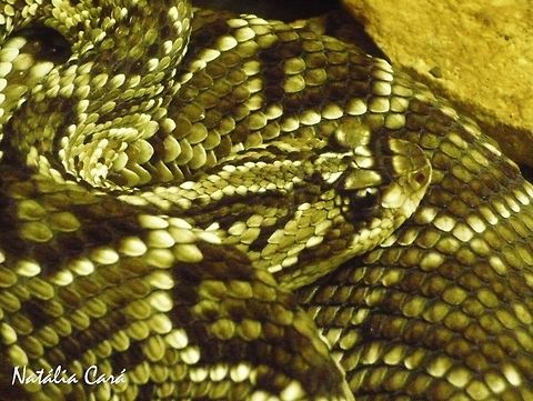 South American Rattlesnake (Crotalus durissus cascavella) Taken in April 2015, at the Butantan Institute, in São Paulo, Brazil. Known as Cascavel, in Portuguese. Autumn,Brazil,Crotalus,Crotalus durissus,Crotalus durissus cascavella,Geotagged,South America,South American Rattlesnake,Viperidae,ratlesnake,reptile,serpent,snake